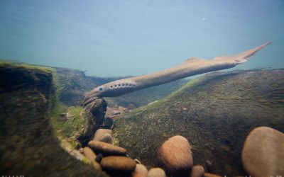 Pacific Lamprey Passage Assessment Database Project