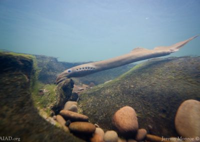 Pacific Lamprey Passage Assessment Database Project