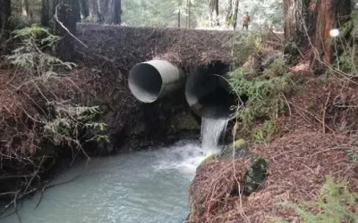 Neefus Gulch Coho Salmon Barrier Removal Project Design at Appian Way