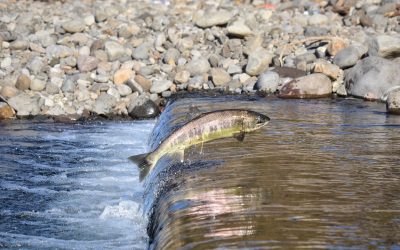 New NOFO posted for National Culvert Removal, Replacement & Restoration Grants