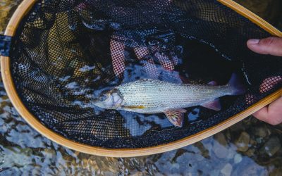 NOAA’s Office of Habitat Conservation partners with California Fish Passage Forum to offer funding for Restoration to Support Recreational Fishing