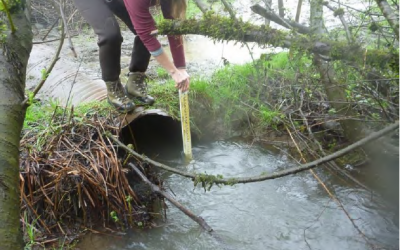 Lower Stotenburg Creek Fish Passage Project