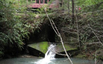 CDFW Awards $14 Million For Salmon, Steelhead Habitat Restoration Projects