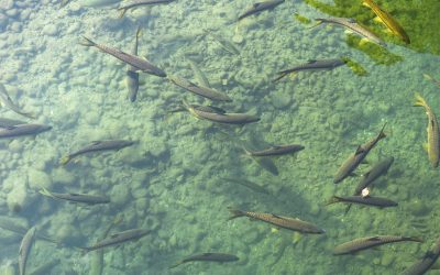 THE AMERICA THE BEAUTIFUL FRESHWATER CHALLENGE
