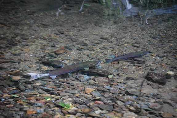 Mill Creek-3