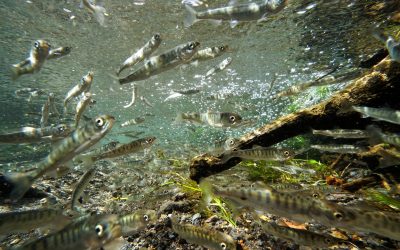 California Fish Passage Form Announces 2025 Funded Projects