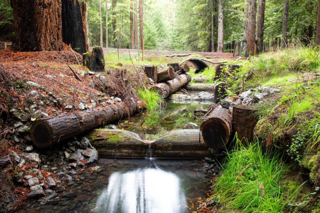 View of log weirs downstream of culvert on restored section of Neefus Gultch