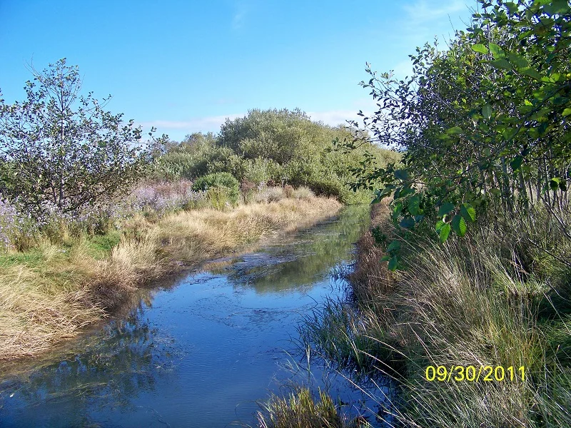 View of the channel of Salt Creek Estuary, with riparian vegetation on either side of the creek