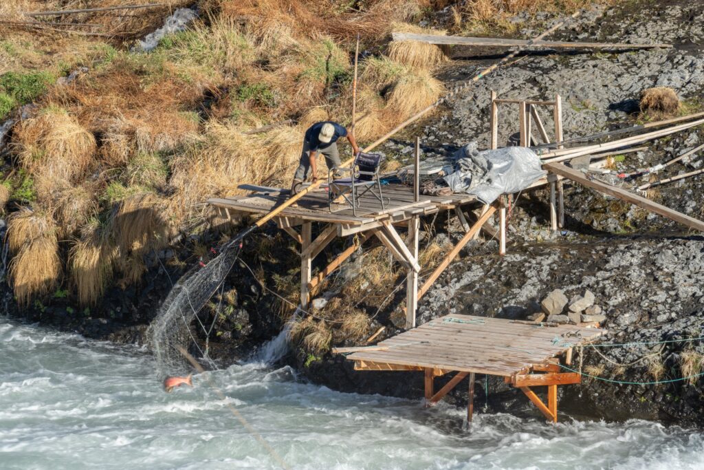 A Native American man catching a salmon with a large dip net from a fishing platform at the Shearers Bridge rapids on the Deschutes River near Tygh Valley, Oregon