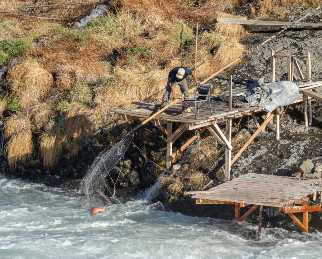 A Native American man catching a salmon with a large dip net from a fishing platform at the Shearers Bridge rapids on the Deschutes River near Tygh Valley, Oregon