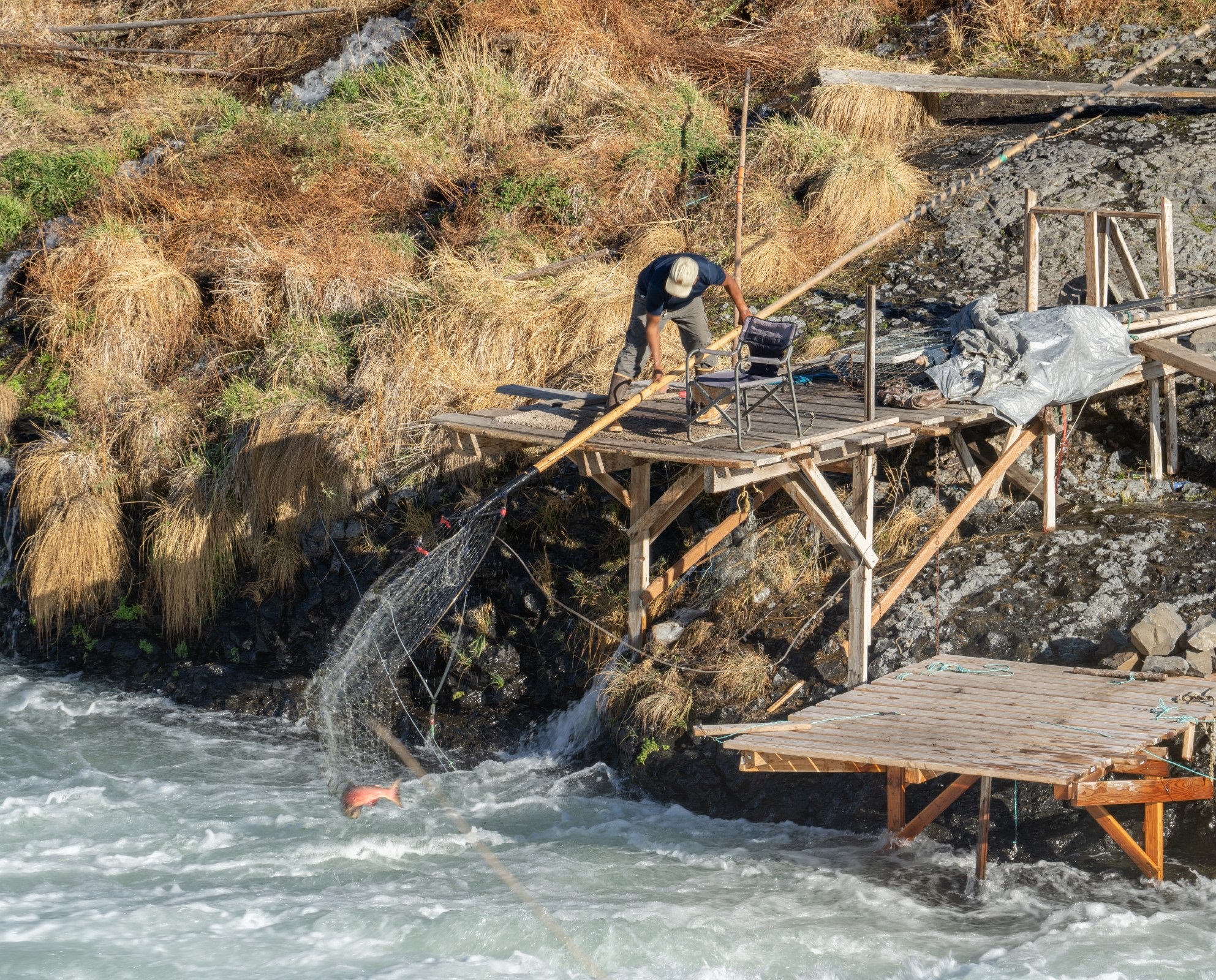 A Native American man catching a salmon with a large dip net from a fishing platform at the Shearers Bridge rapids on the Deschutes River near Tygh Valley, Oregon