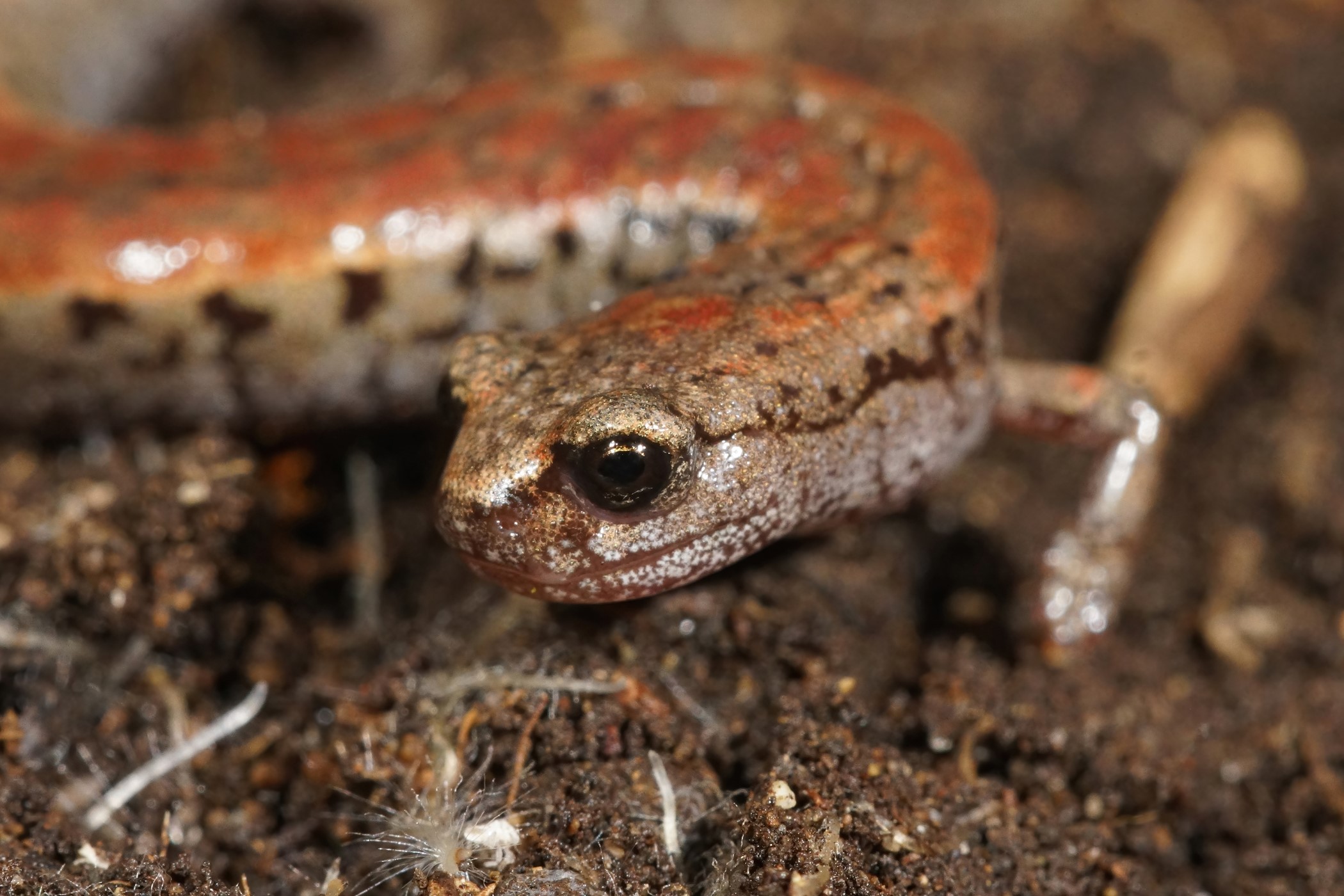 A closeup shot of a California slender salamander on the forest ground