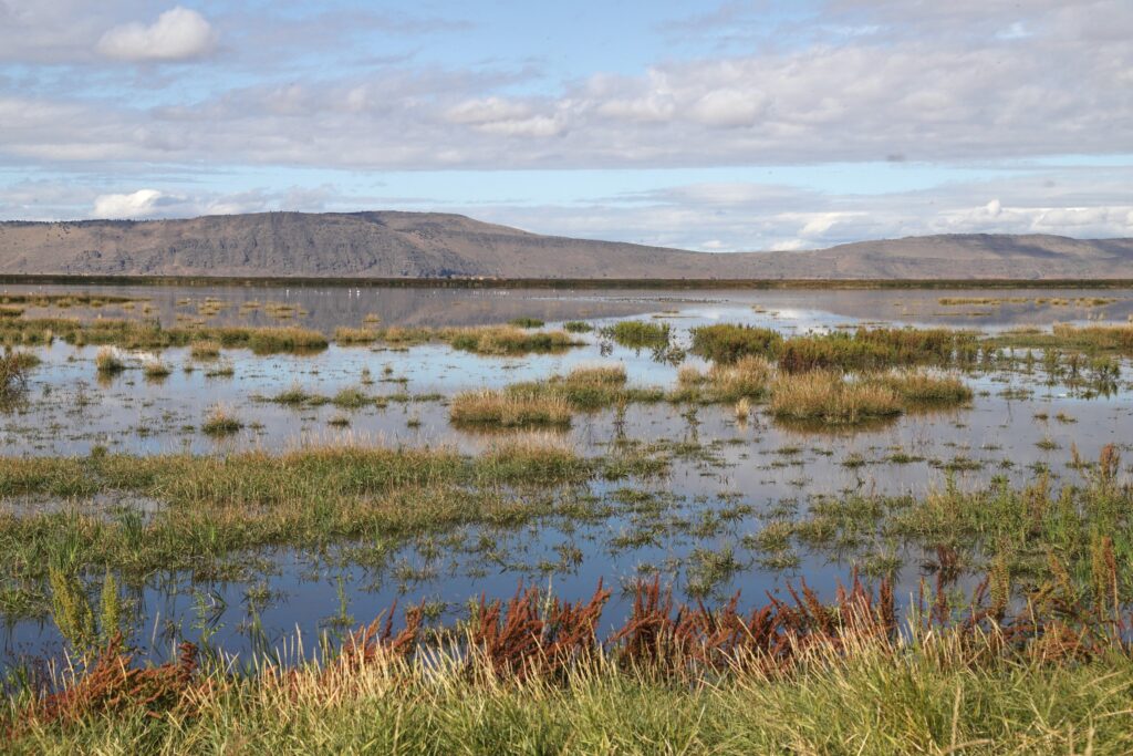 Wetland at Tule Lake National Wildlife Refuge, California