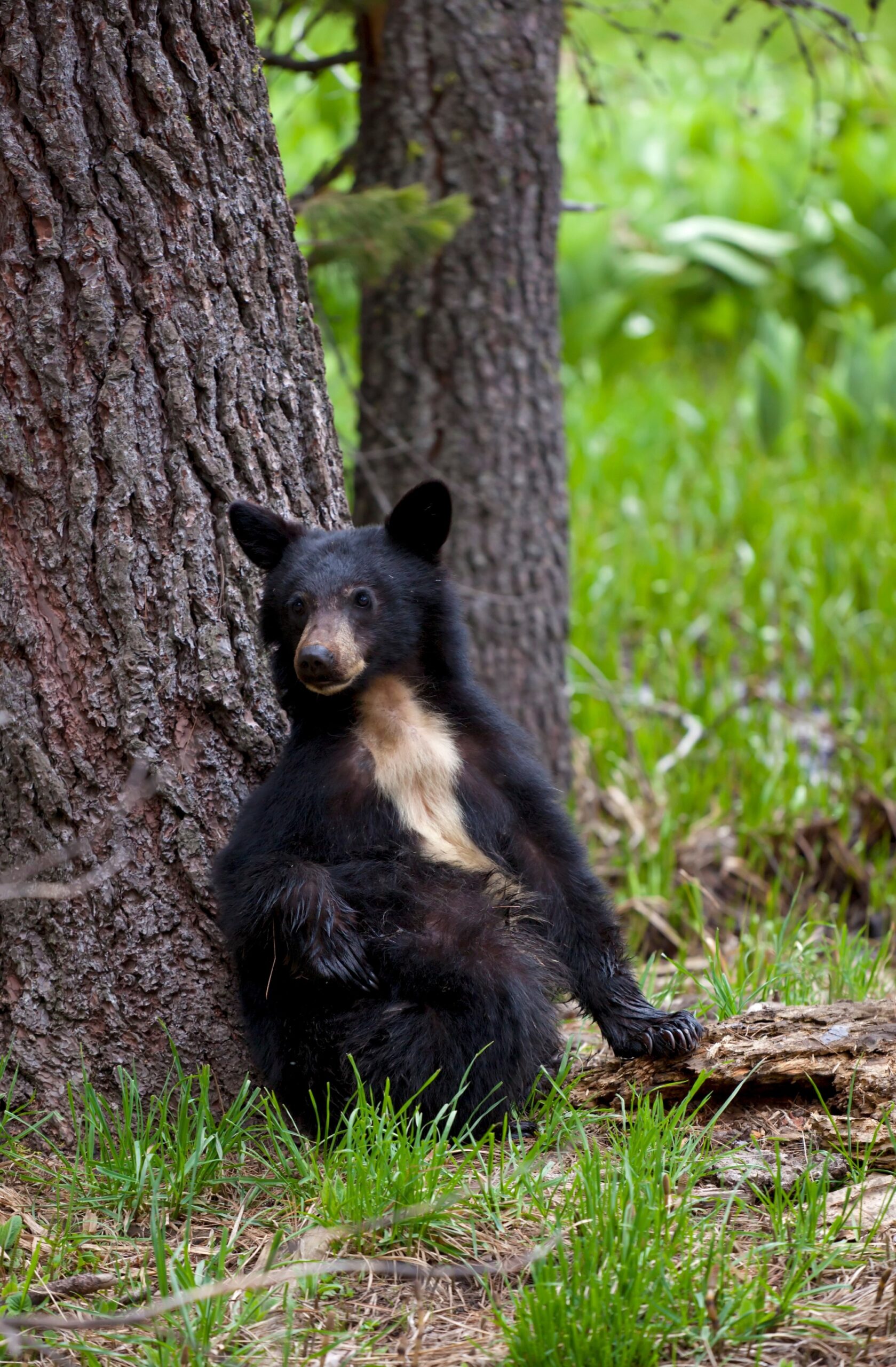 Small American black bear (Ursus americanus) with rare white chest markings, on the Big Trees trail, Round Meadow, Sequoia National Park, Sierra Nevada, California