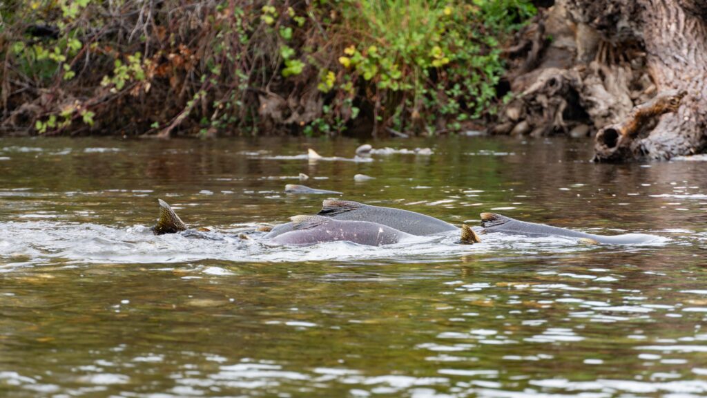 Chinook Salmon Spawning In The American River