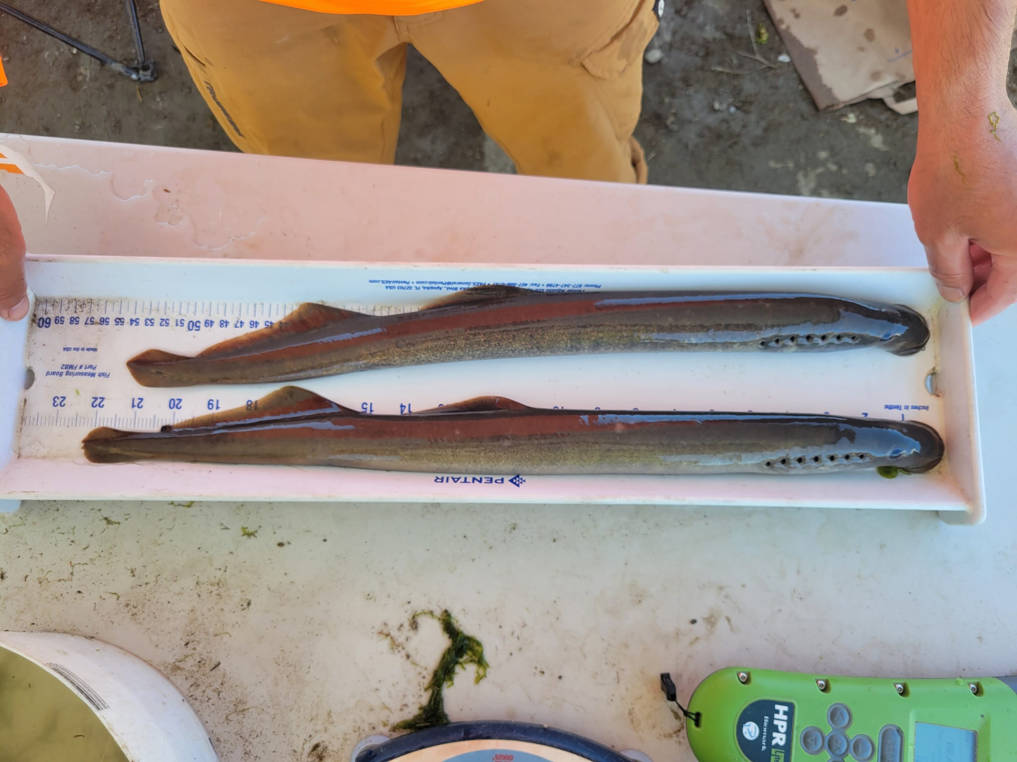Pacific Lamprey in a fish measuring container