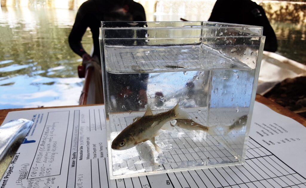 An image of a small fish in a clear viewing container, sitting on a data sheet on a table
