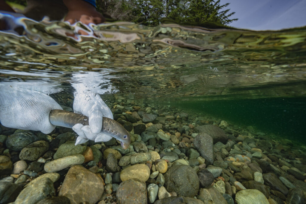Two gloved hands handle an adult Pacifically and prey as it is released into a clear stream