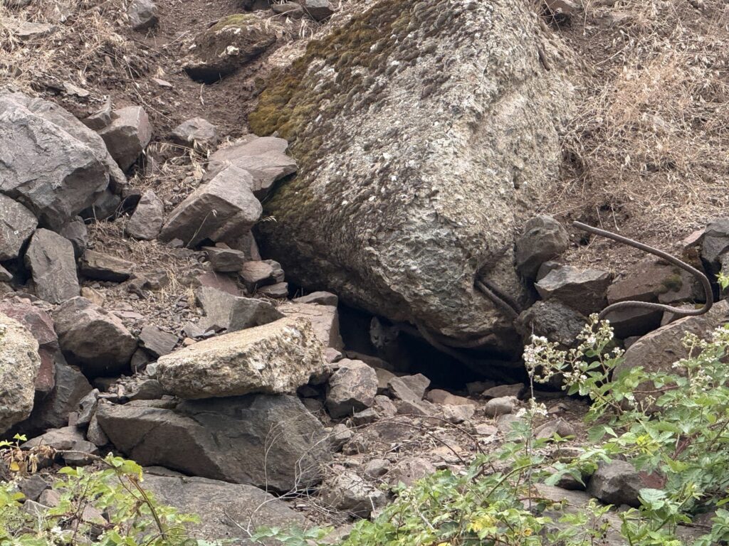 A small fox kit stands in front of a boulder with rebar coming out the side, on the hillside downstream of the Iron Gate dam sight on the Klamath River