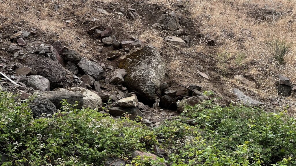 A small fox kit stands in front of a boulder with rebar coming out the side, on the hillside downstream of the Iron Gate dam sight on the Klamath River