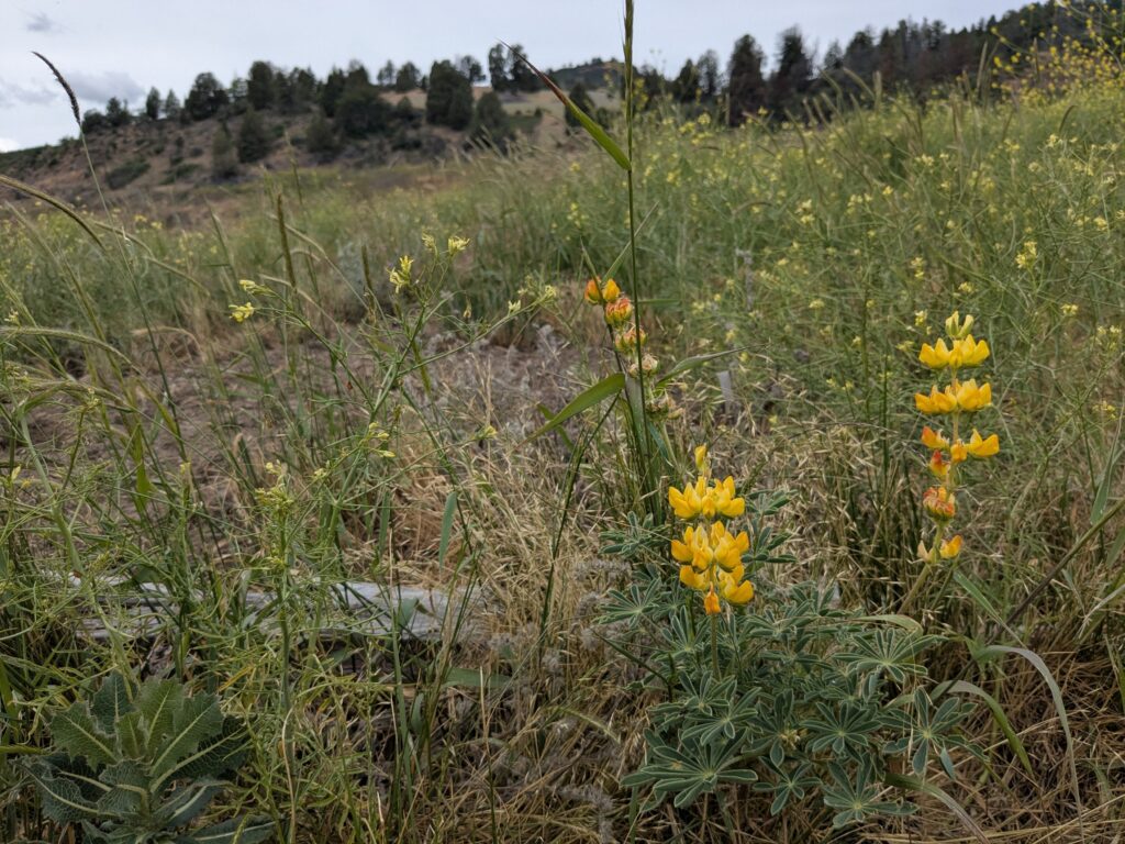 A yellow lupine flowers in the footprint of the Iron Gate Reservoir on the Klamath River