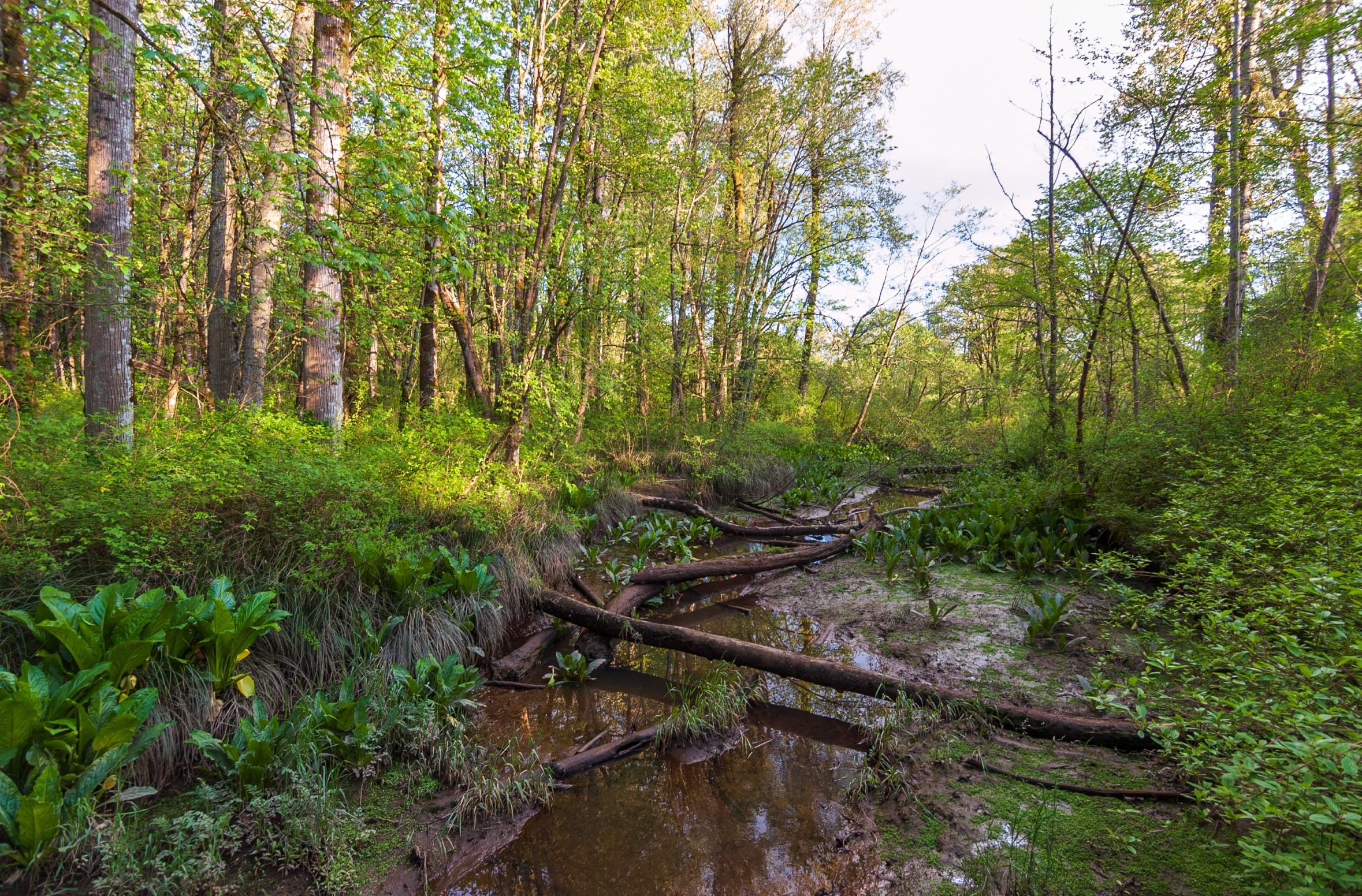 The Billy Frank, Jr. nisqually national wildlife refuge in Washington