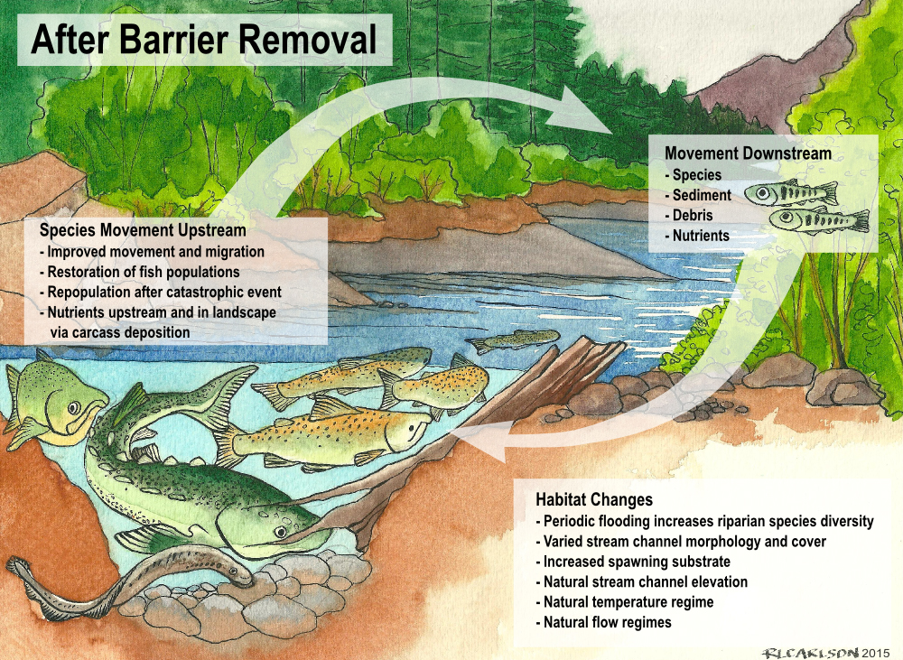 A watercolor illustration shows a stream after a fish passage barrier removal, showing that fish can better access habitat after the barrier is removed.