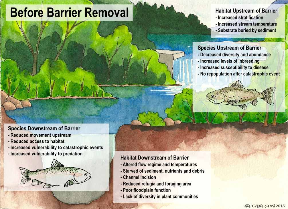 A watercolor illustration shows a fish passage barrier, demonstrating that connectivity is blocked for fish trying to move upstream.
